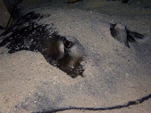 A Southern Stingray seen on a night dive off Grand Cayman by Paul Colley 